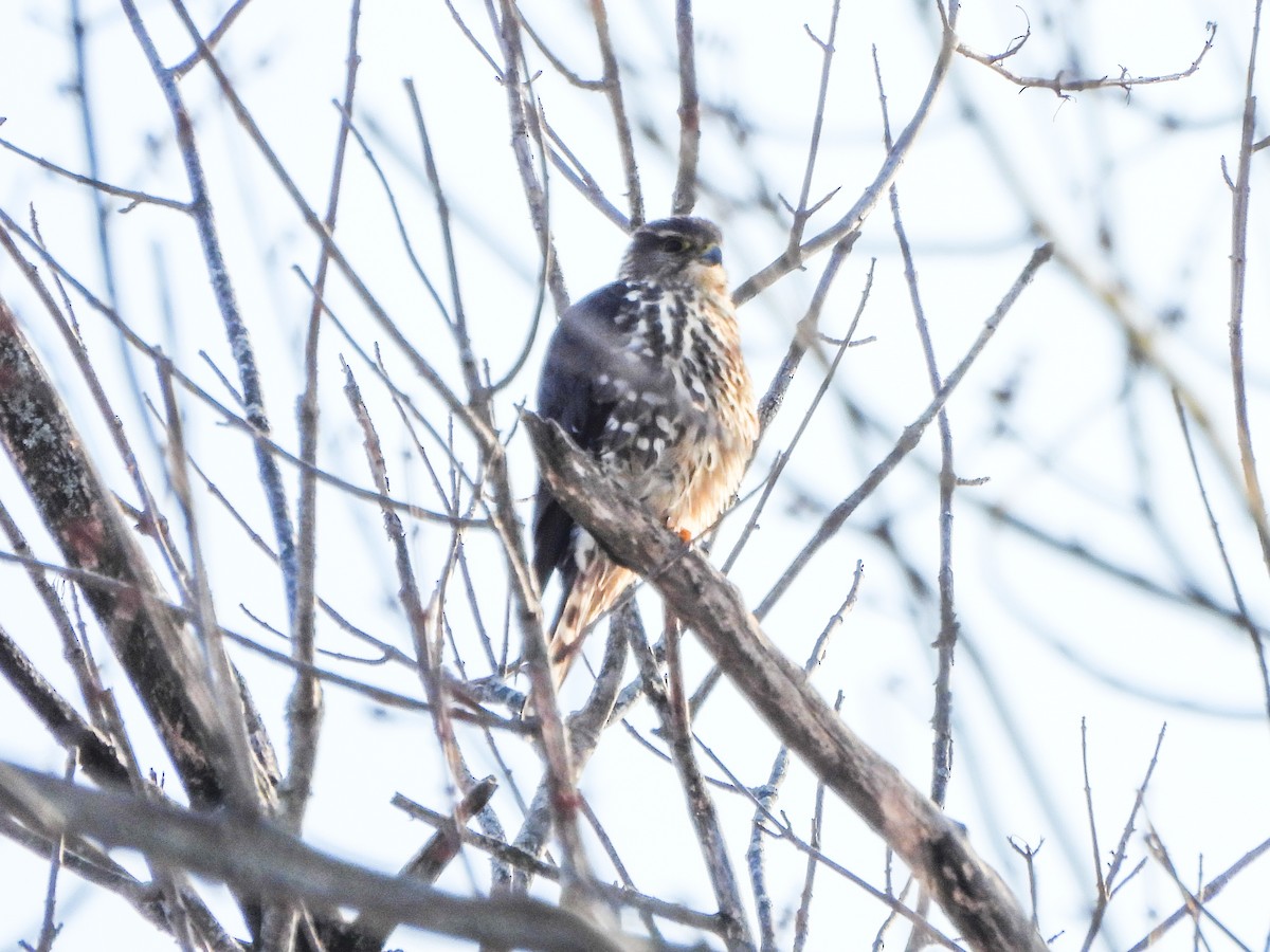 בז גמדי - ML646805760
