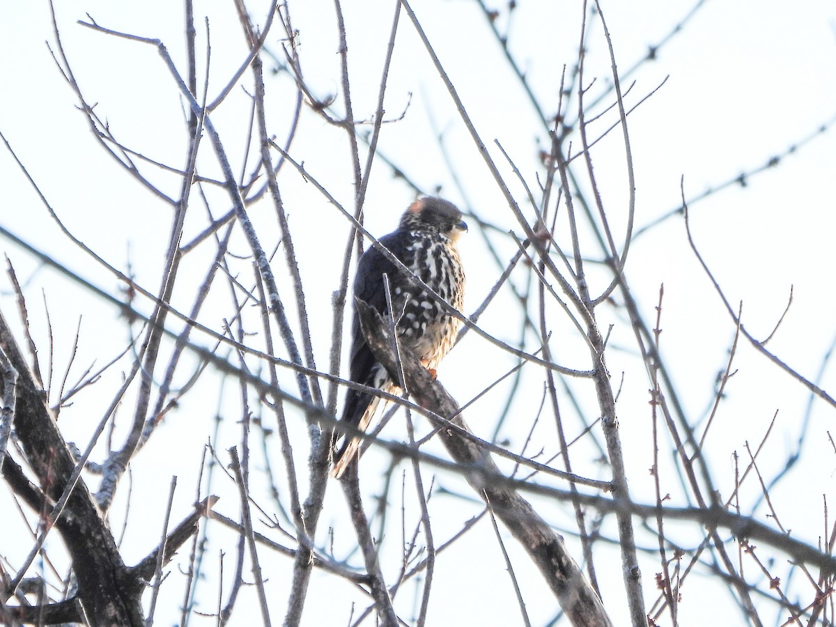 בז גמדי - ML646805762