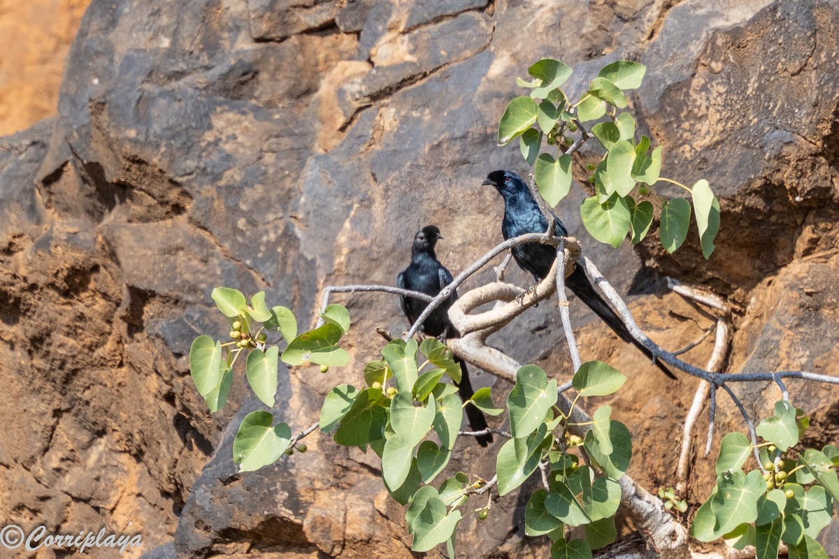 Моріо кенійський - ML646805765