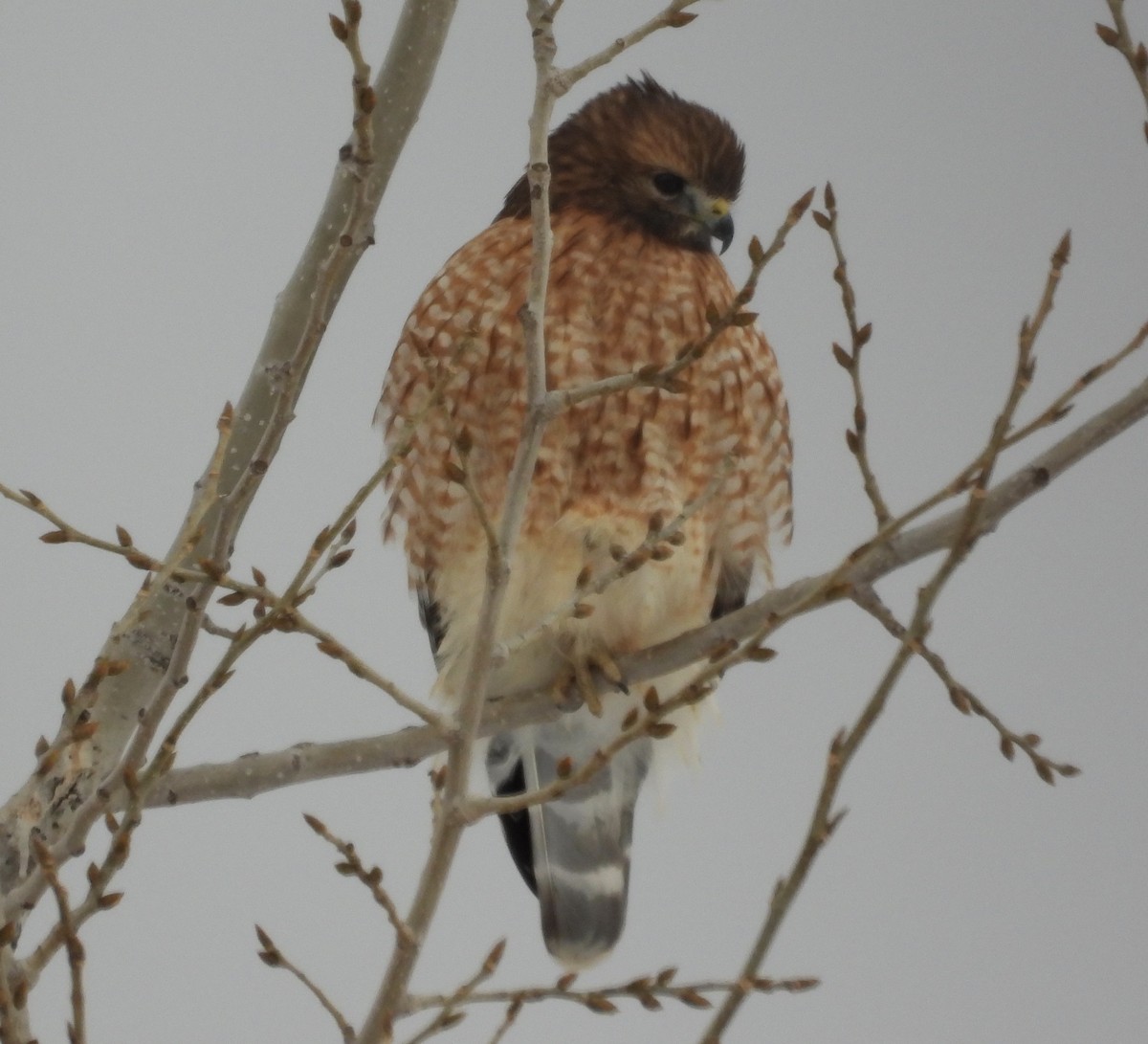 Busardo Pechirrojo - ML646805767