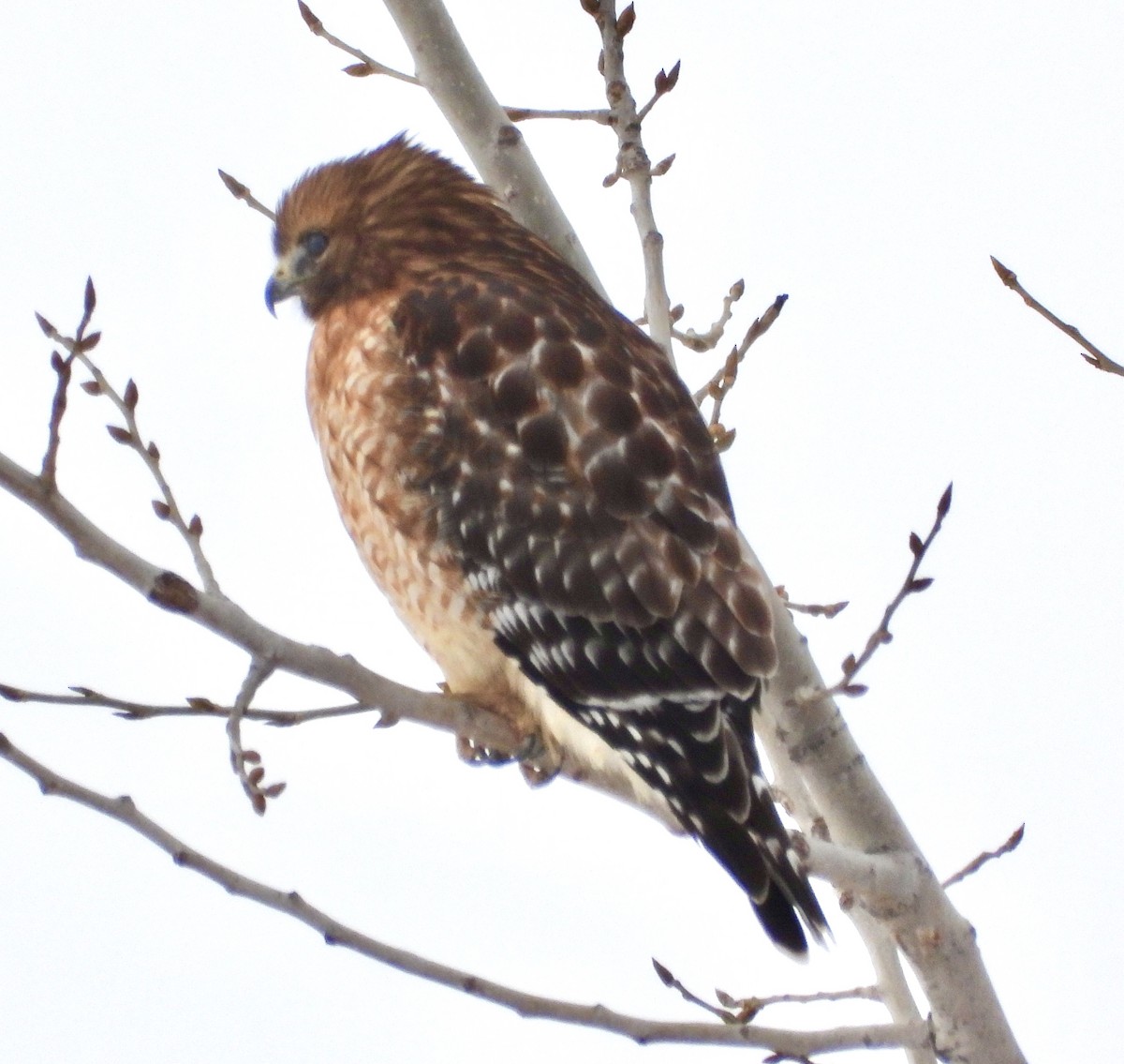 Busardo Pechirrojo - ML646805768