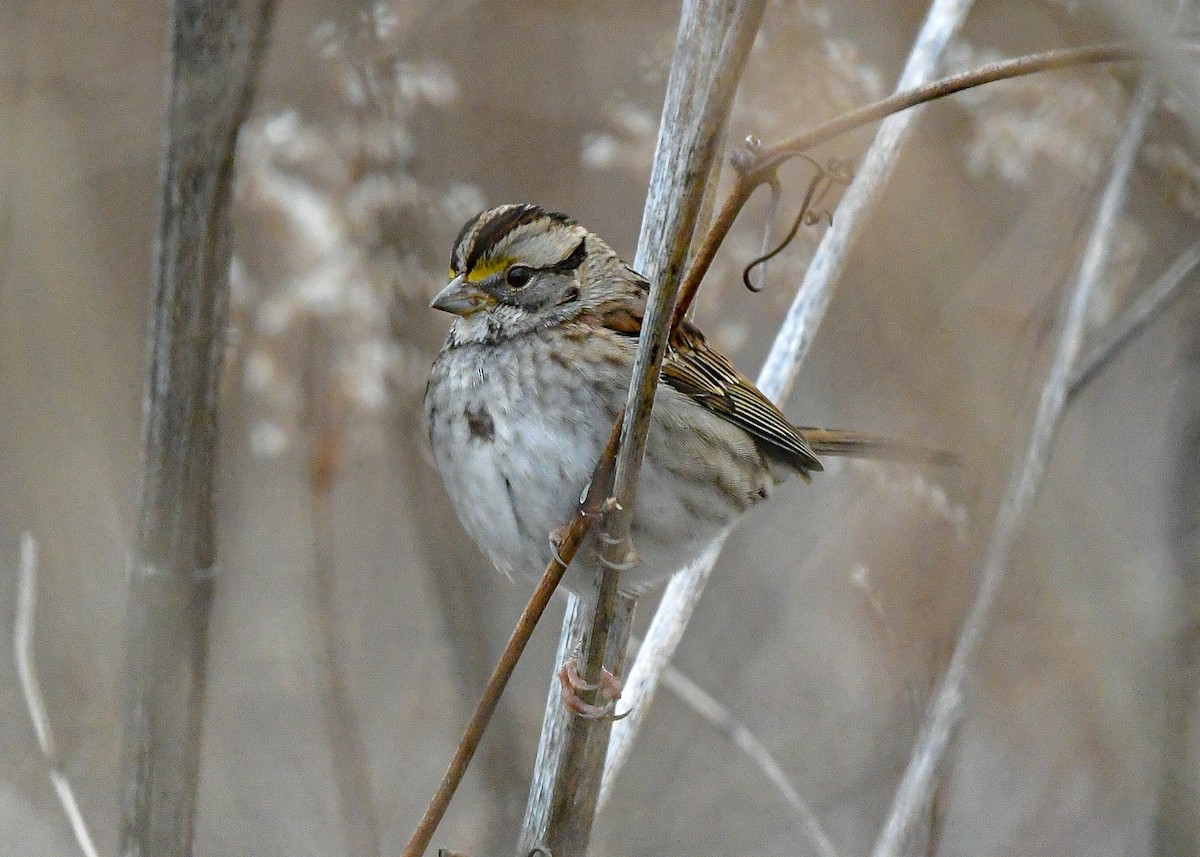 White-throated Sparrow - ML646805770