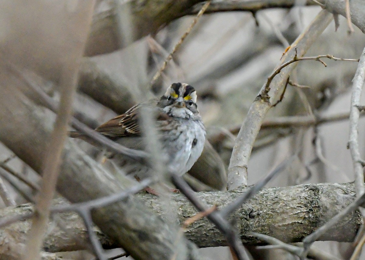 White-throated Sparrow - ML646805771