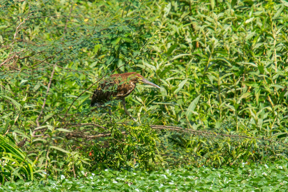 Бушля рудошия - ML646805772