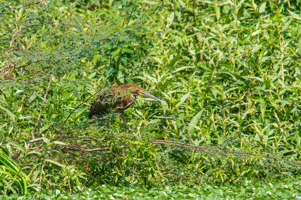 Бушля рудошия - ML646805773