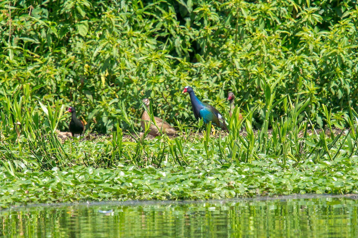 Sarı Bacaklı Sazhorozu - ML646805774