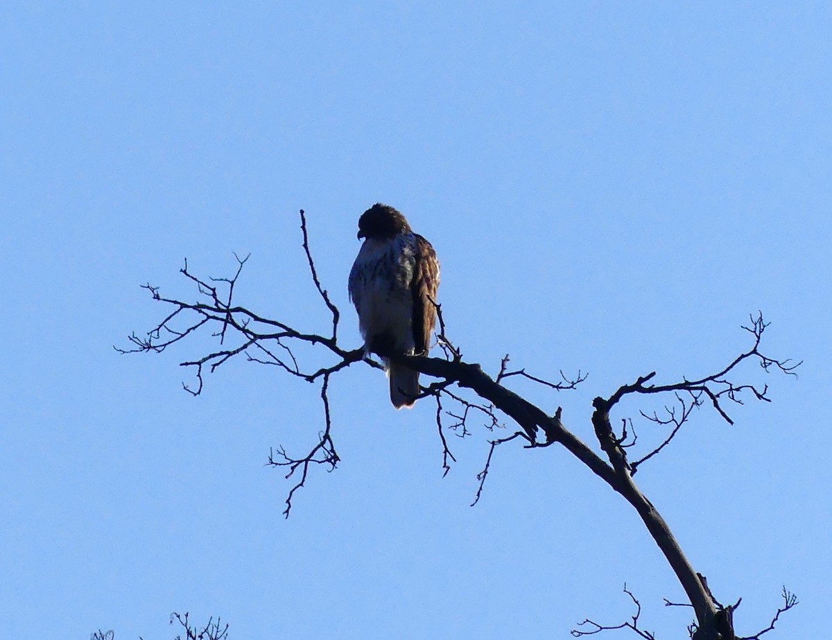 Red-tailed Hawk - ML646805776