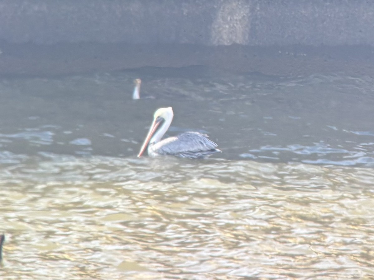 Brown Pelican - ML646805777