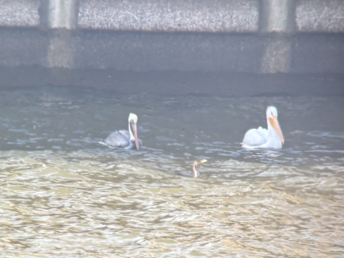 Brown Pelican - ML646805778
