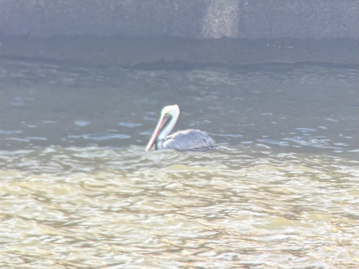 Brown Pelican - ML646805779