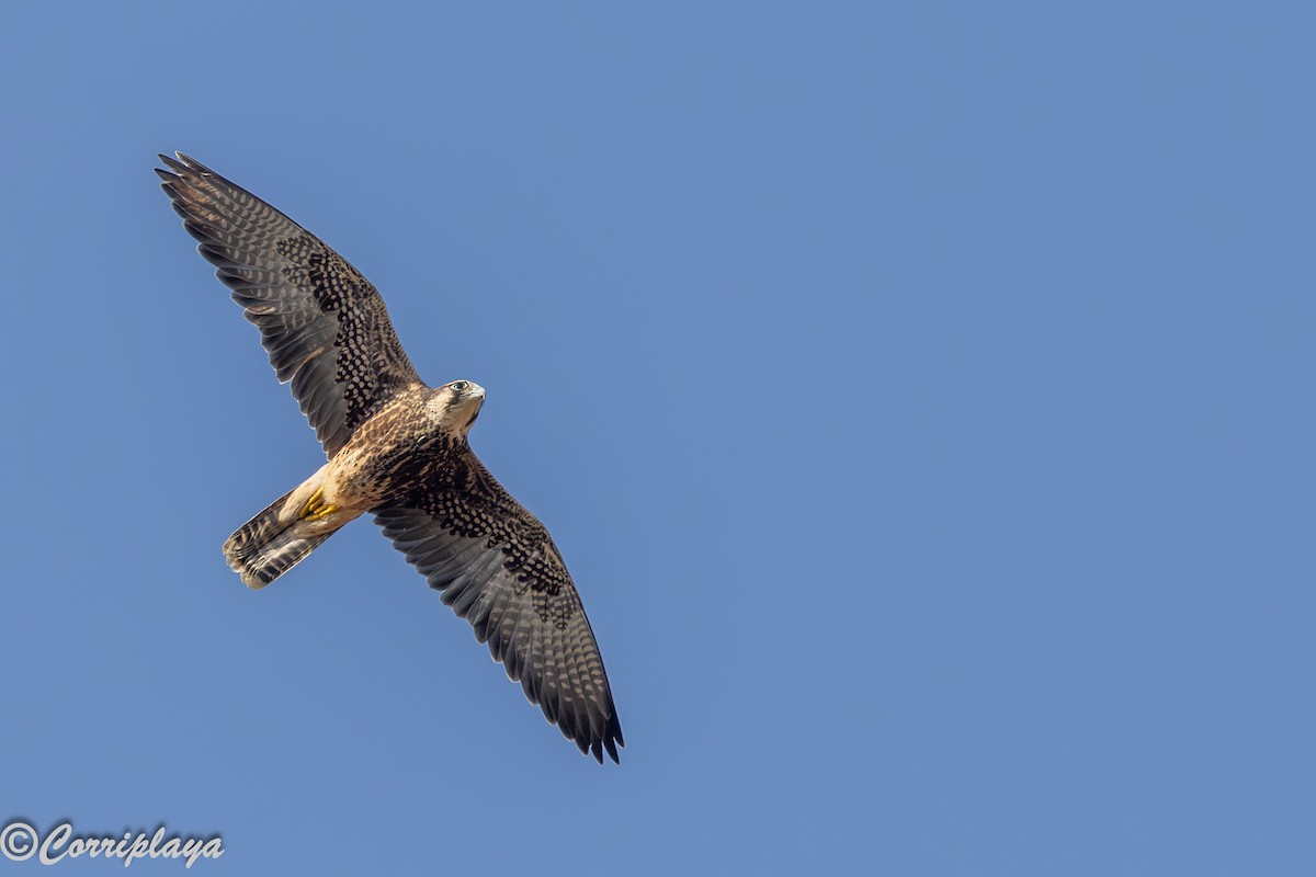 Ланер - ML646805781