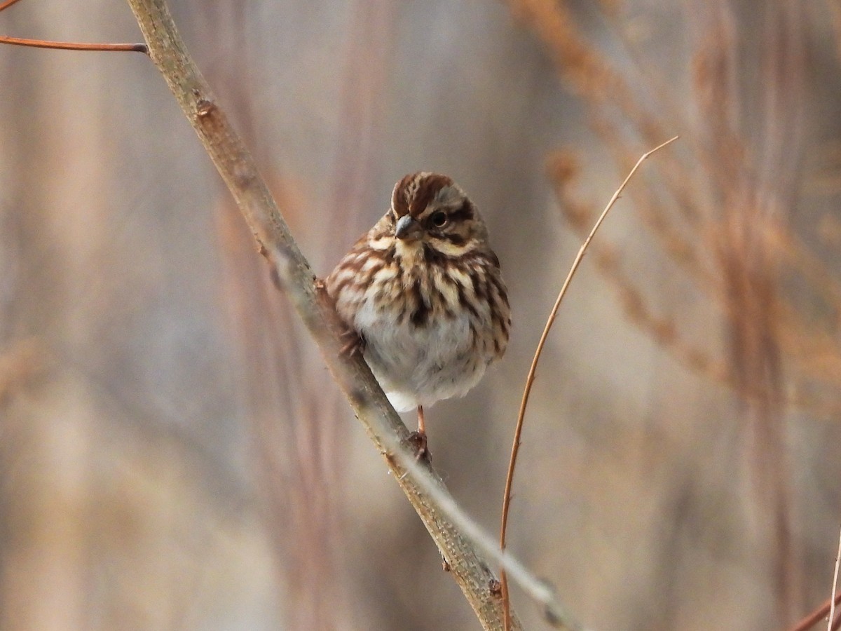 גיבתונית רוננת - ML646805782