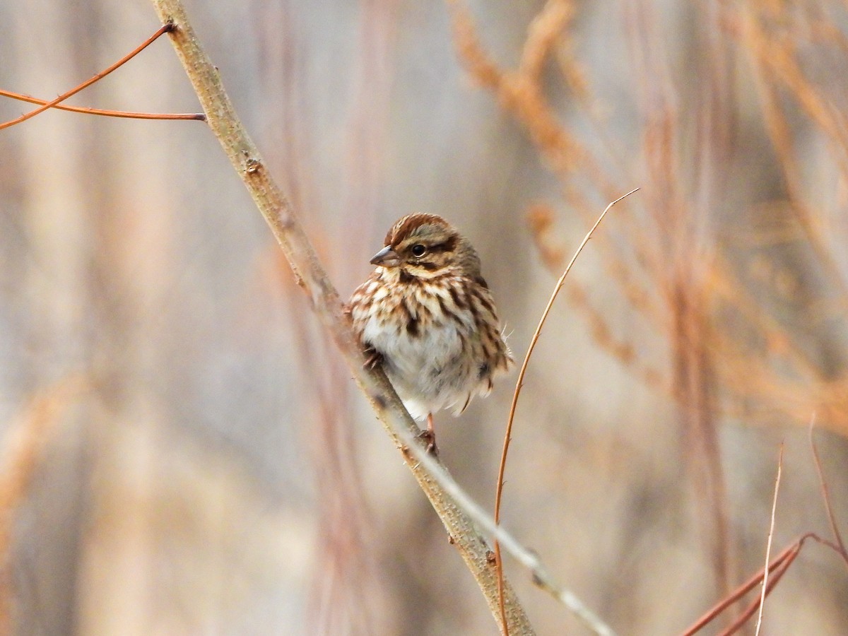 גיבתונית רוננת - ML646805783