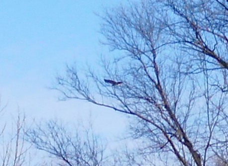 Red-tailed Hawk - ML646805791