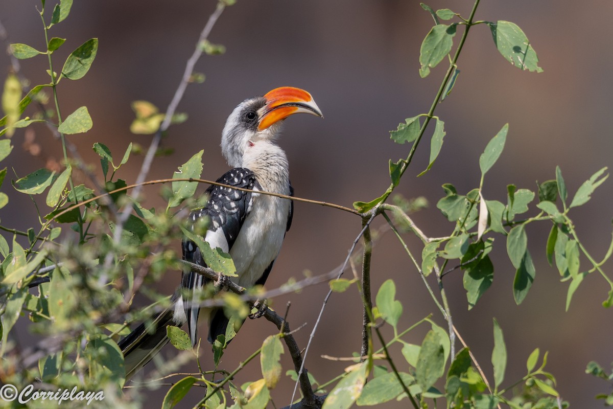 Токо кенійський - ML646805792