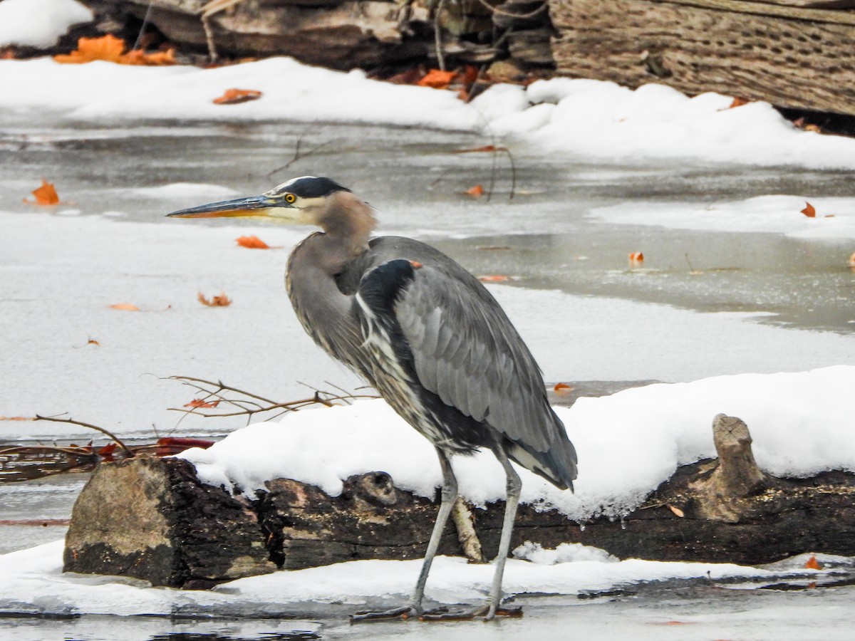 אנפה אמריקנית - ML646805793