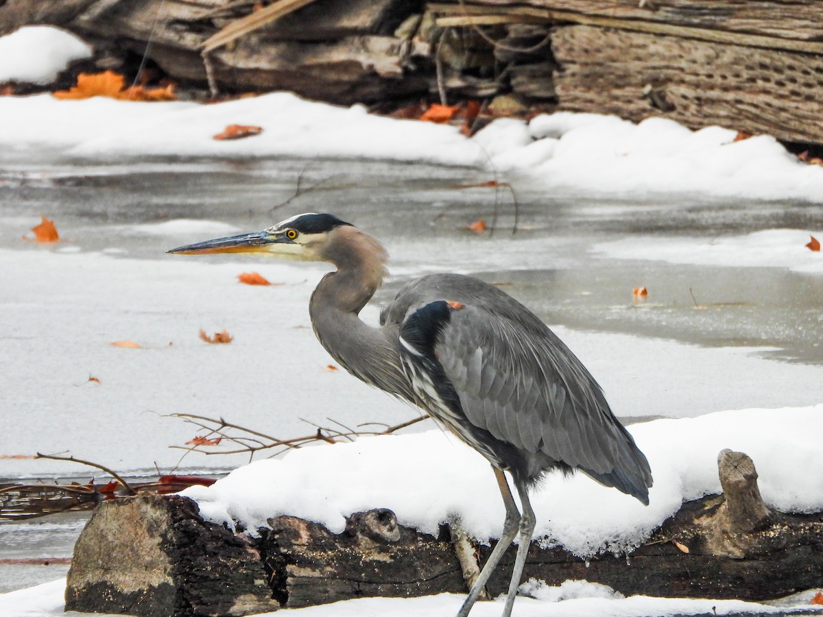 אנפה אמריקנית - ML646805794