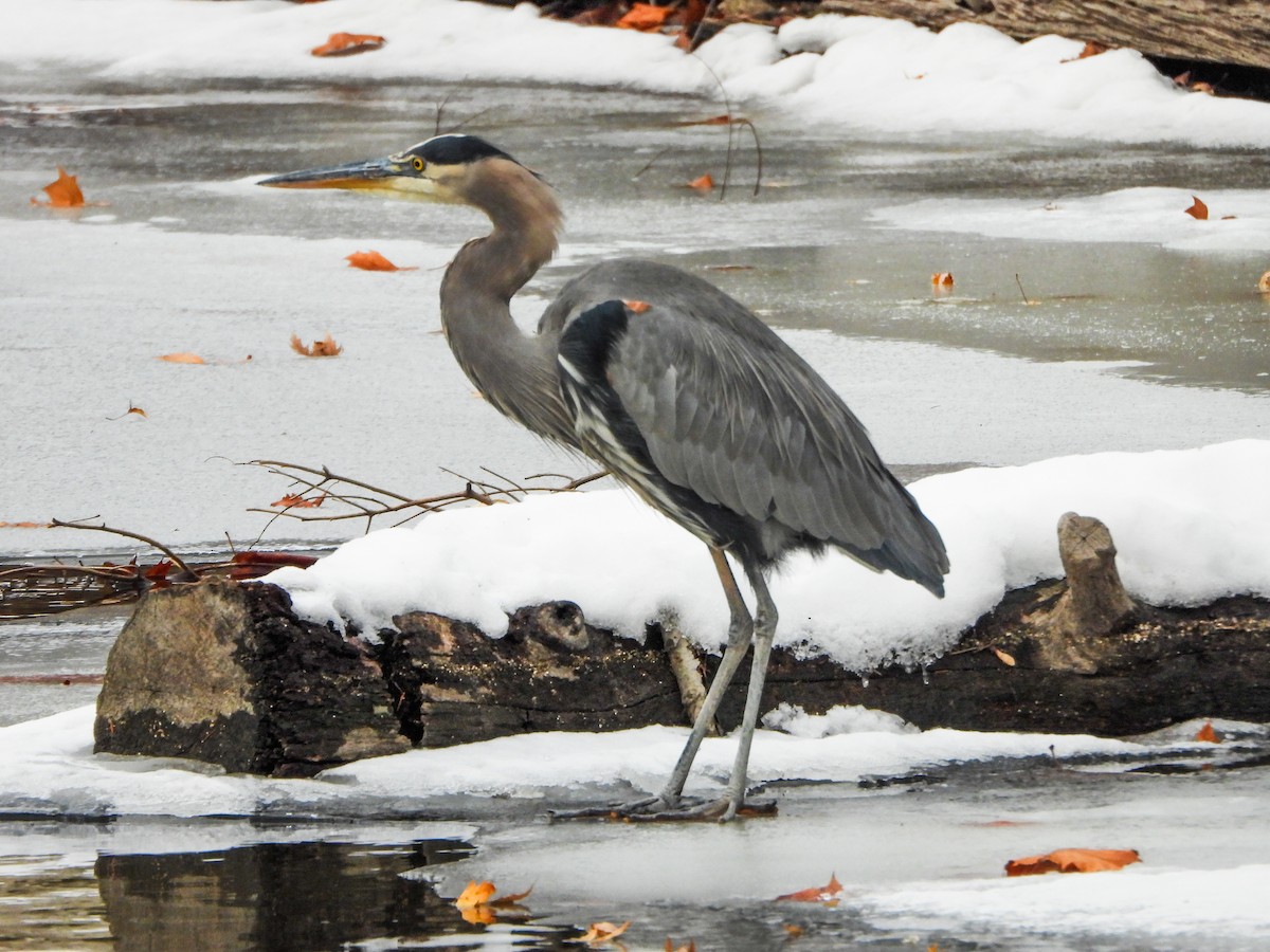 אנפה אמריקנית - ML646805795