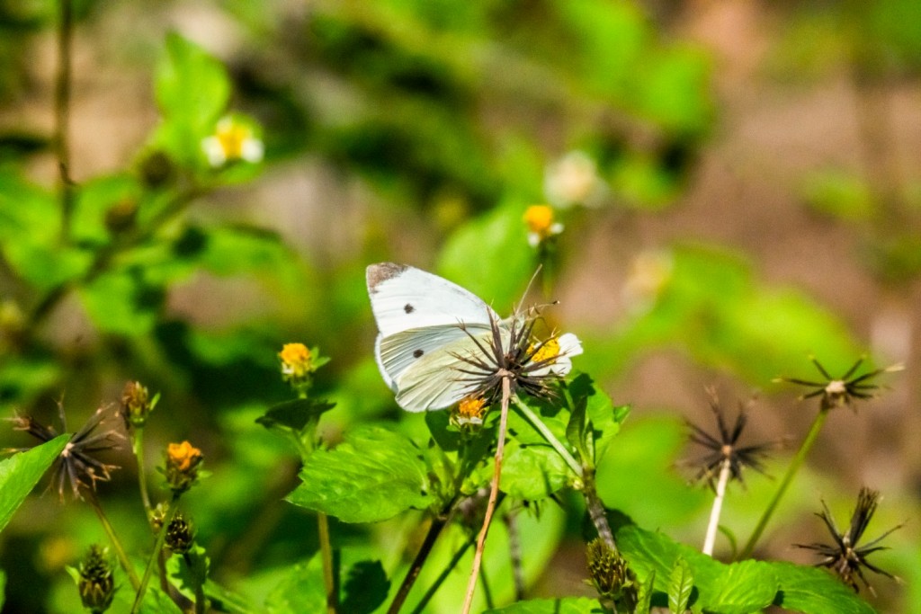 モンシロチョウ - ML646805796
