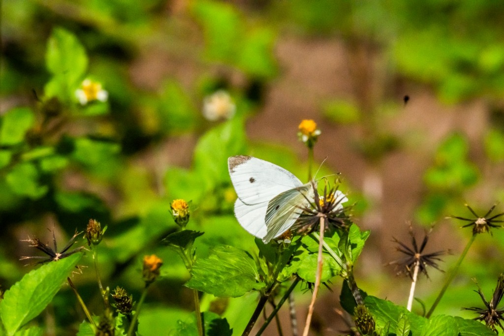 モンシロチョウ - ML646805797