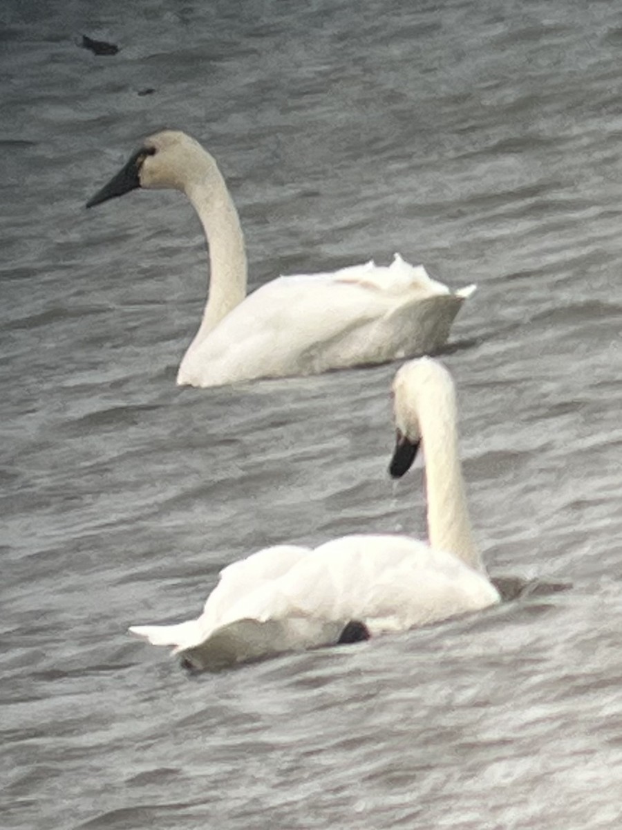 Tundra Swan - ML646805799