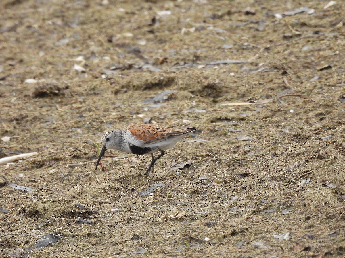 Alpenstrandläufer - ML646805801