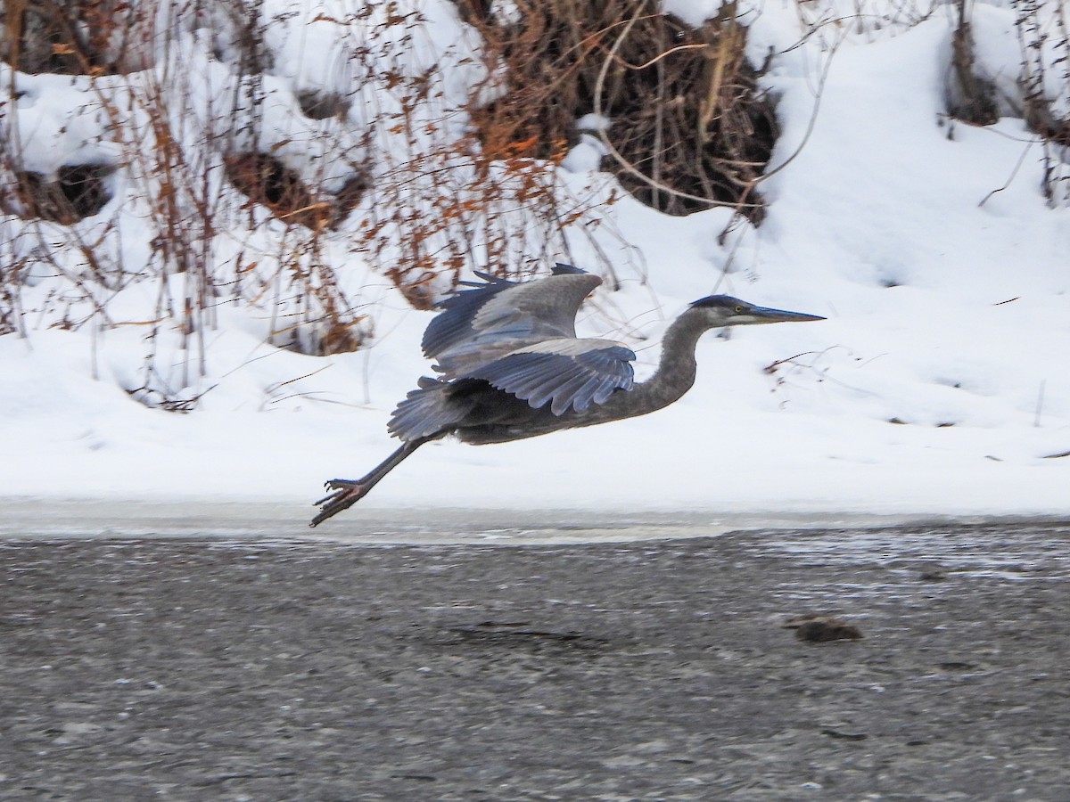אנפה אמריקנית - ML646805803