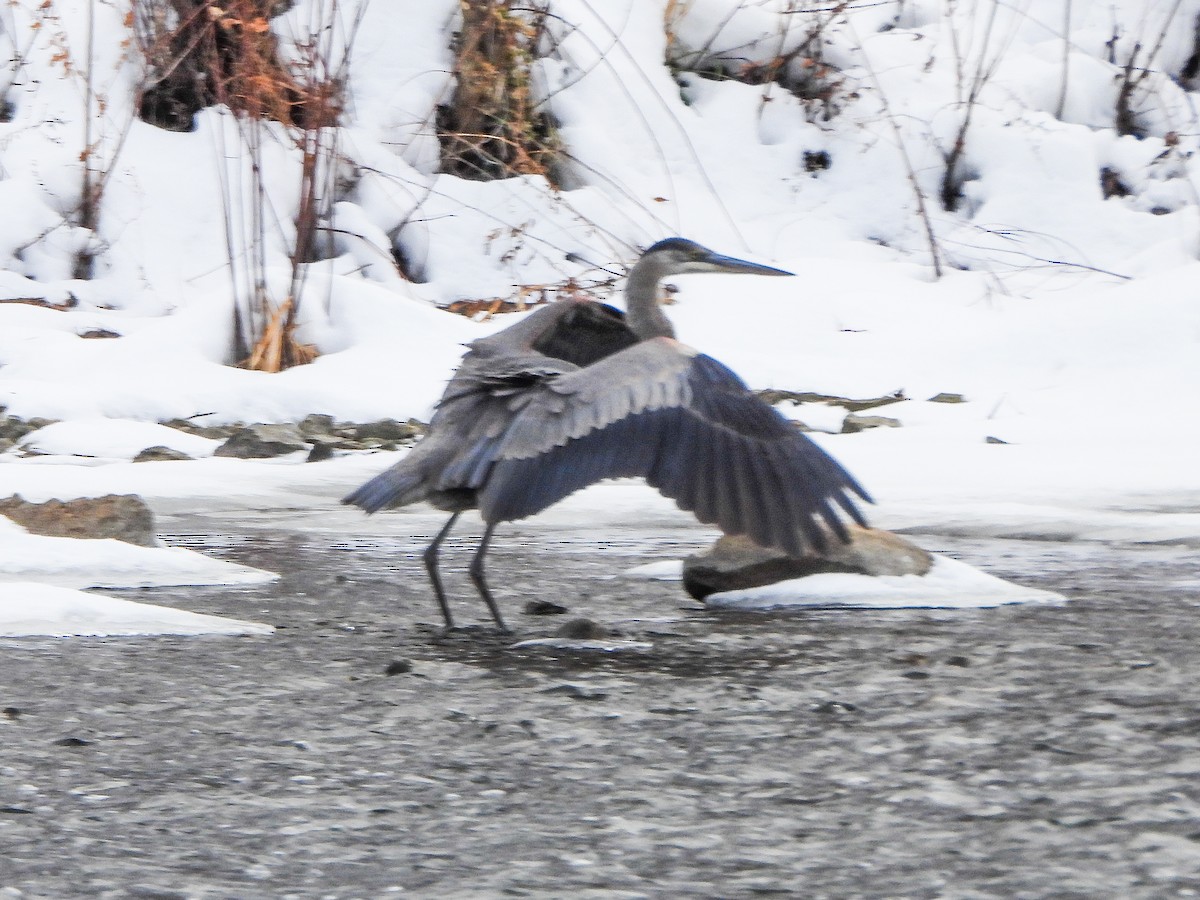 אנפה אמריקנית - ML646805804