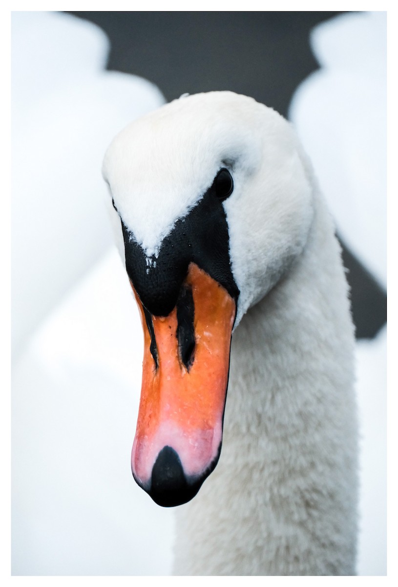 Mute Swan - ML646805805