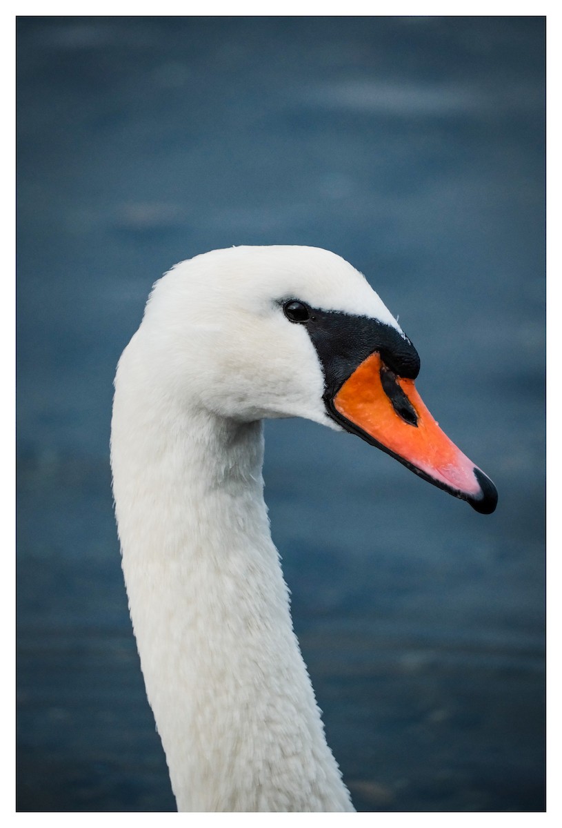 Mute Swan - ML646805806
