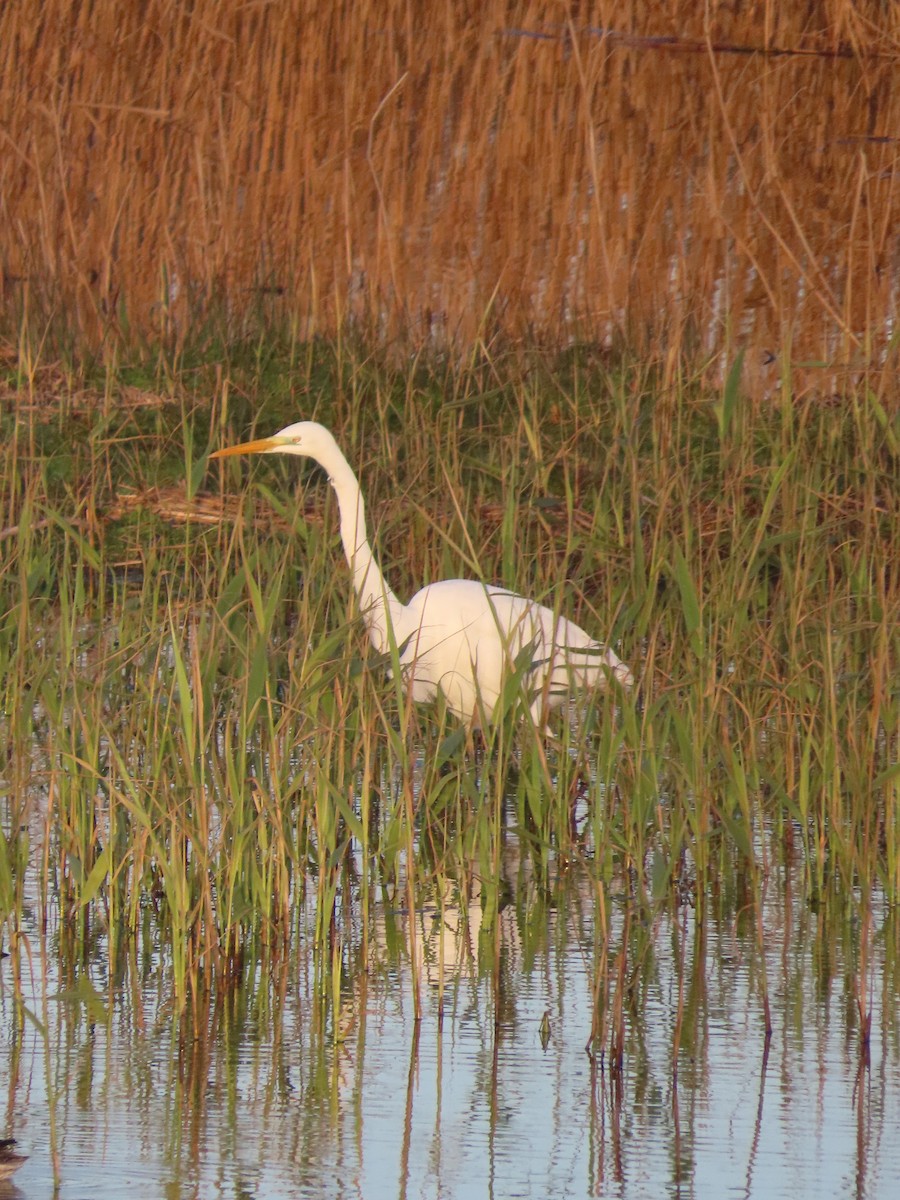 Great Egret - ML646805807