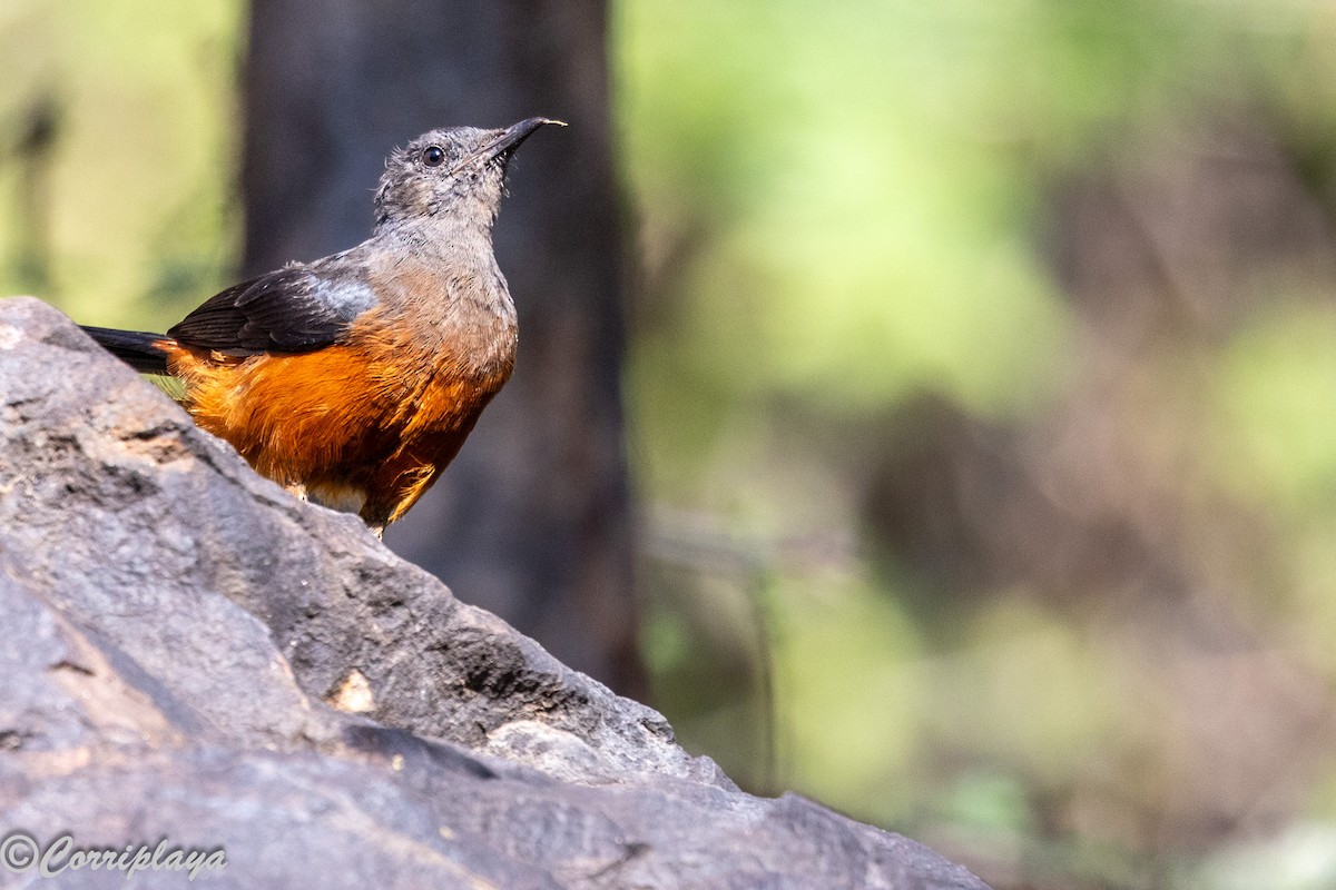 Камінчак рудочеревий - ML646805808