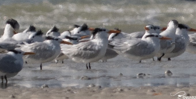 Royal Tern - ML646805809