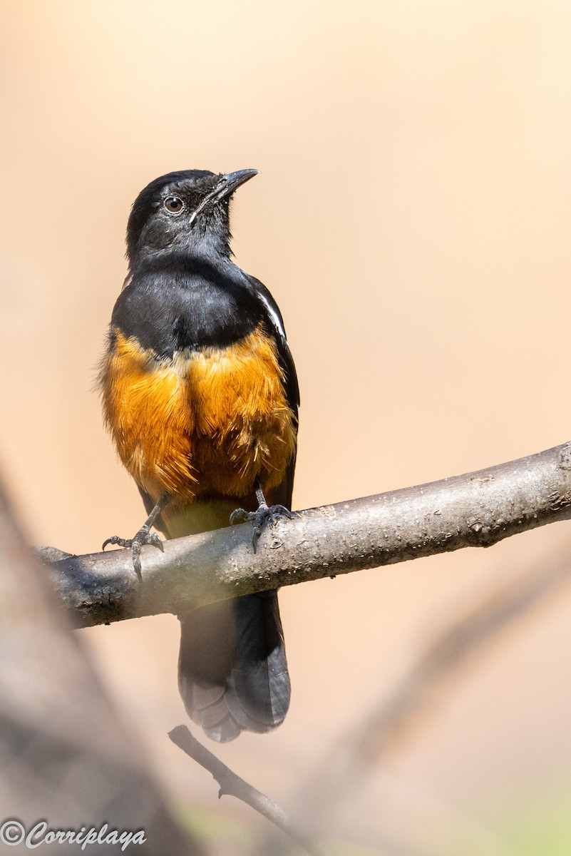 Камінчак рудочеревий - ML646805810