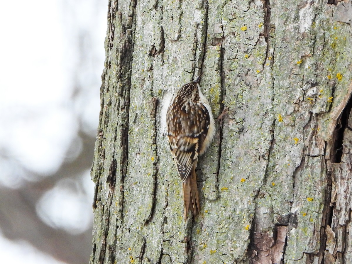 Brown Creeper - ML646805812