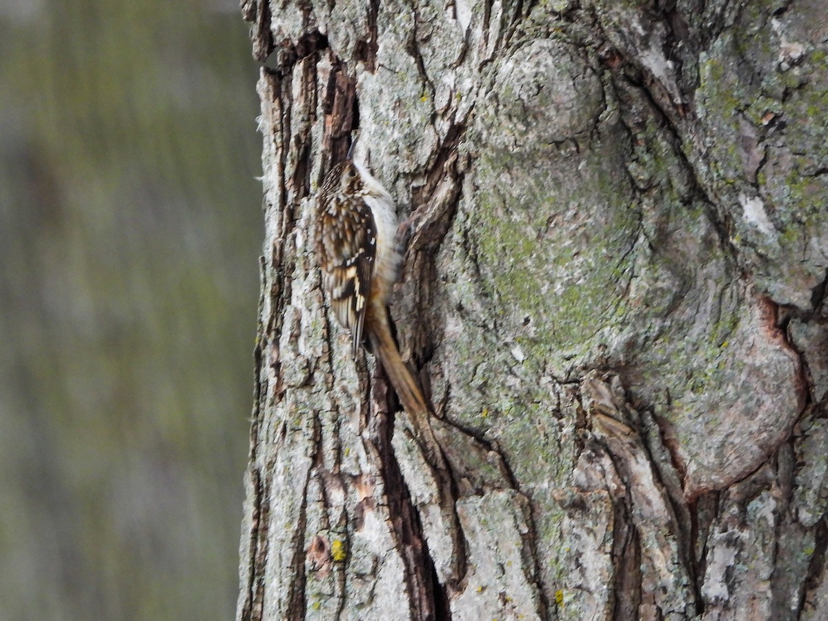 Brown Creeper - ML646805813