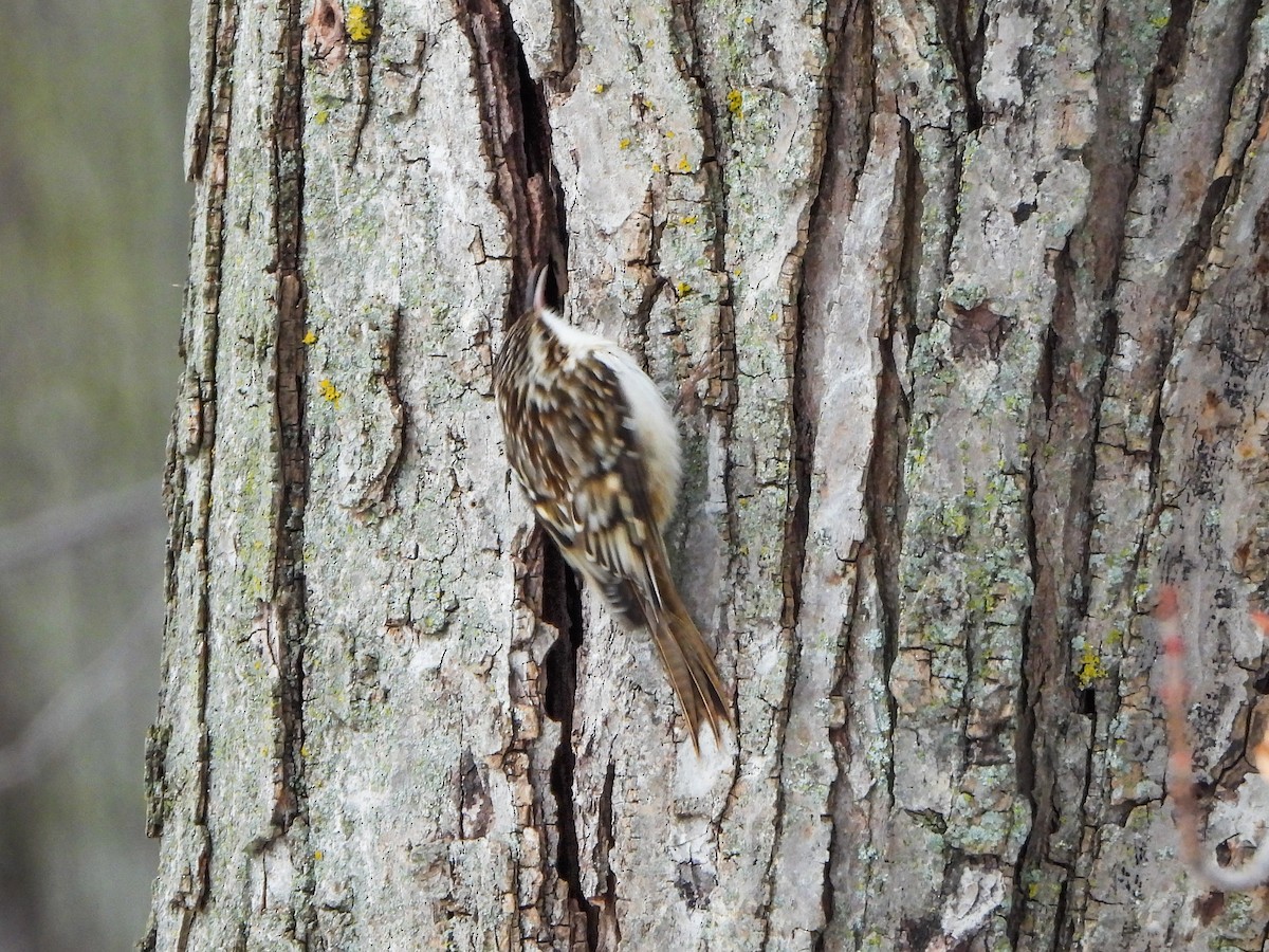 Brown Creeper - ML646805814