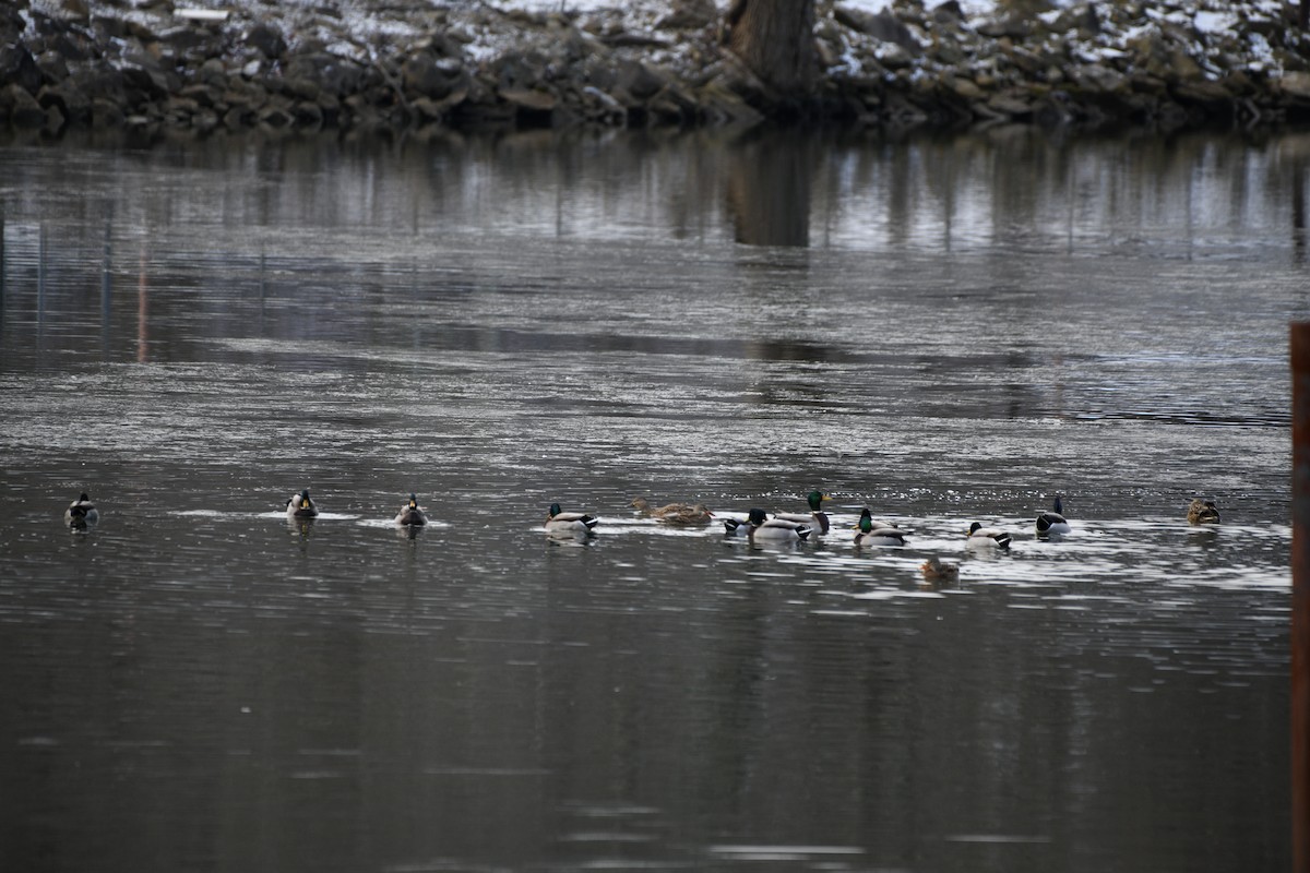 Зэрлэг нугас - ML646805815