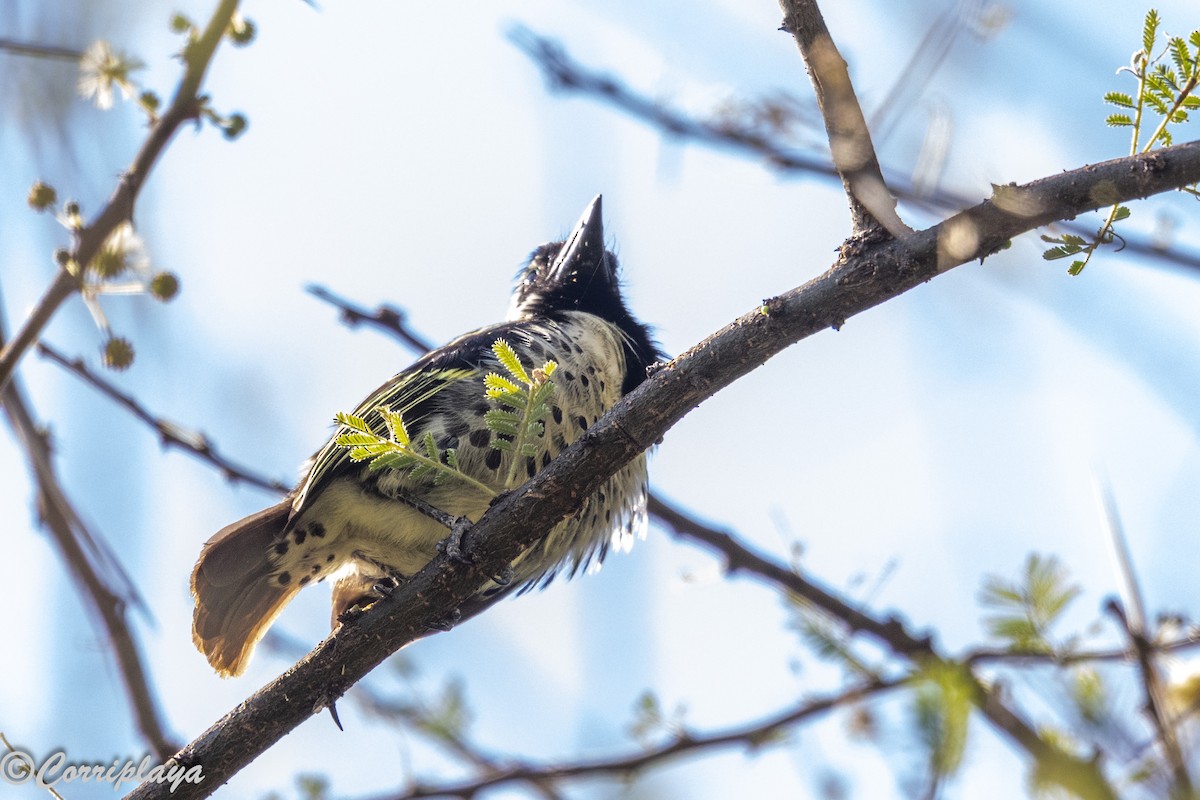 Лібія-зубодзьоб жовтоока - ML646805818