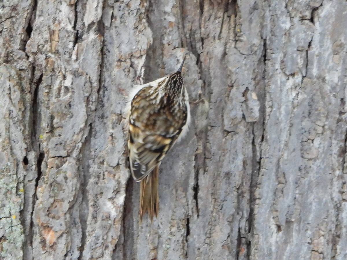 Brown Creeper - ML646805819