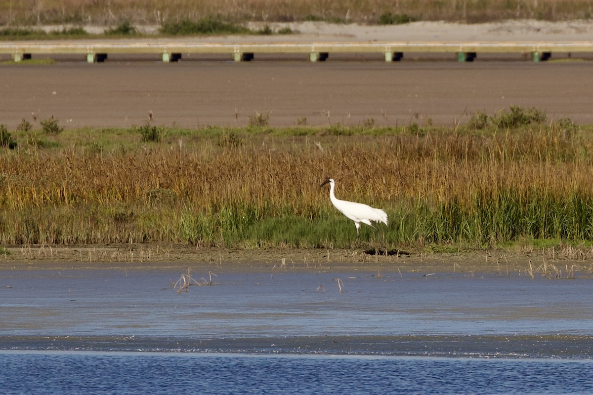 Whooping Crane - ML646805822