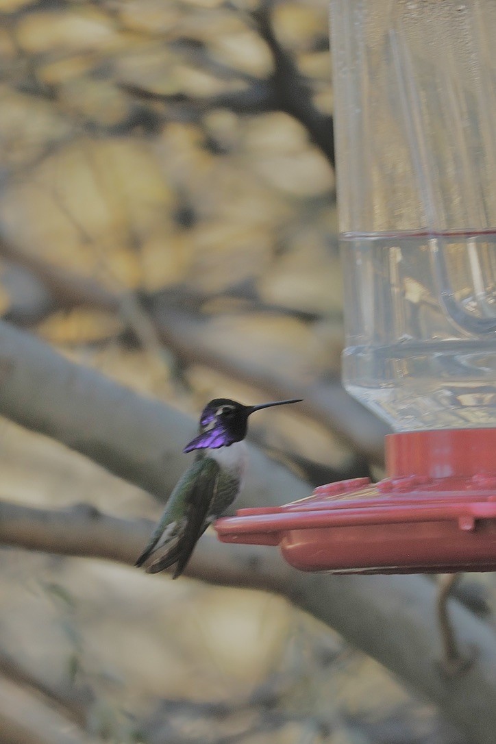 Costa's Hummingbird - ML646805823