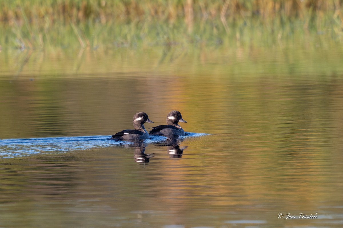 Гоголь-головастик - ML646805824