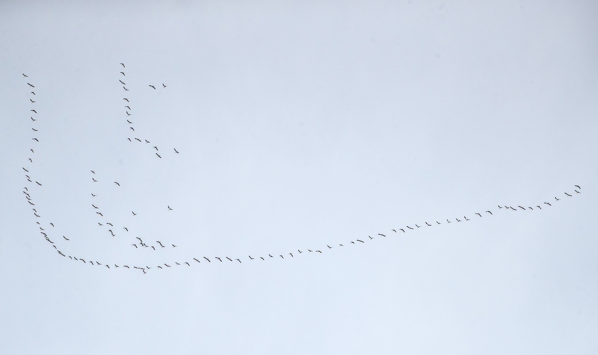 snøgås - ML646805826