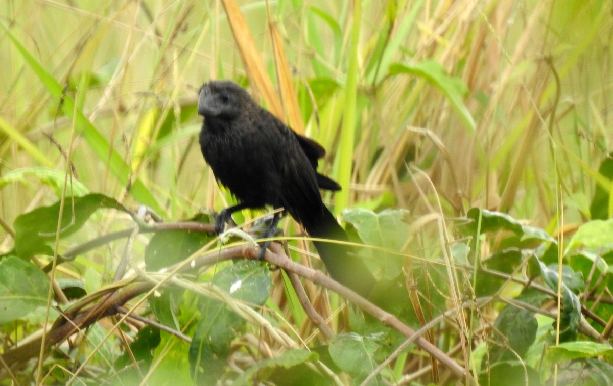 Düz Gagalı Ani - ML646805827