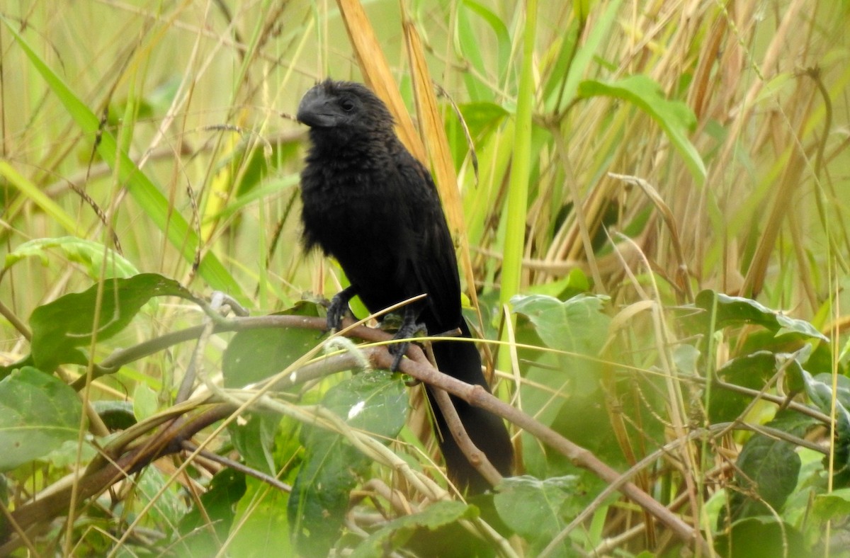 Düz Gagalı Ani - ML646805828