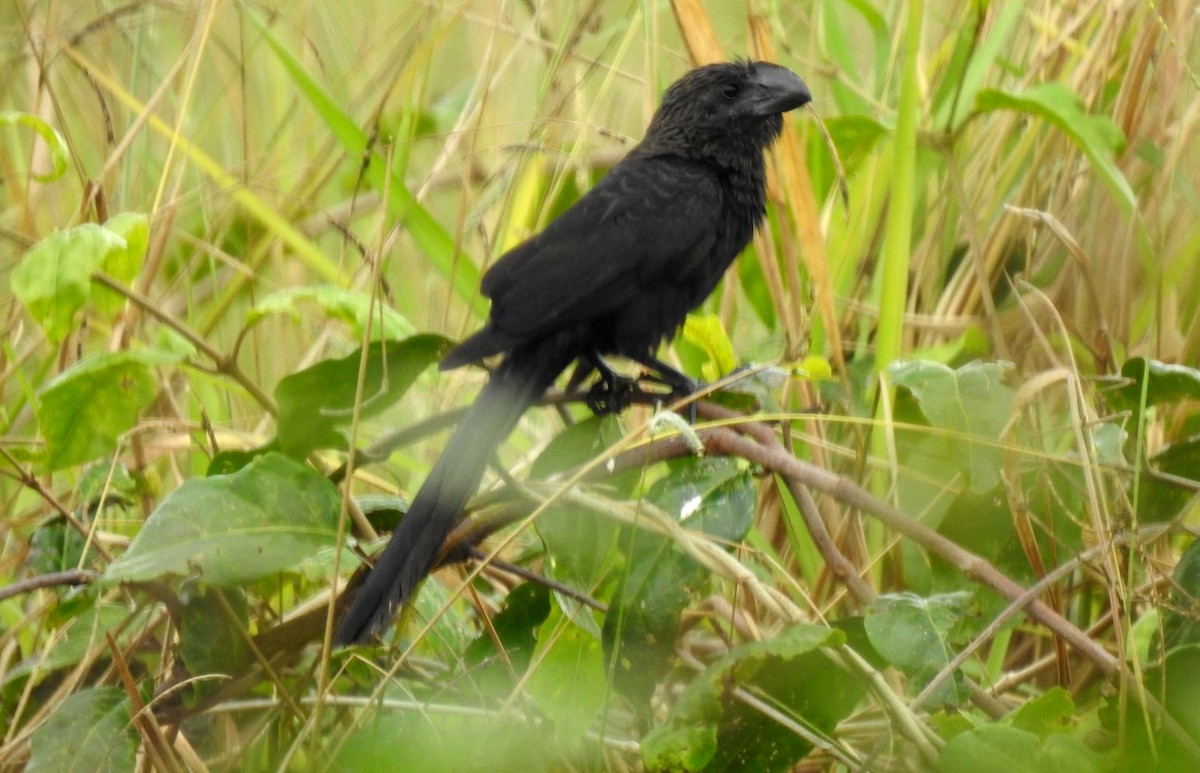 Düz Gagalı Ani - ML646805829