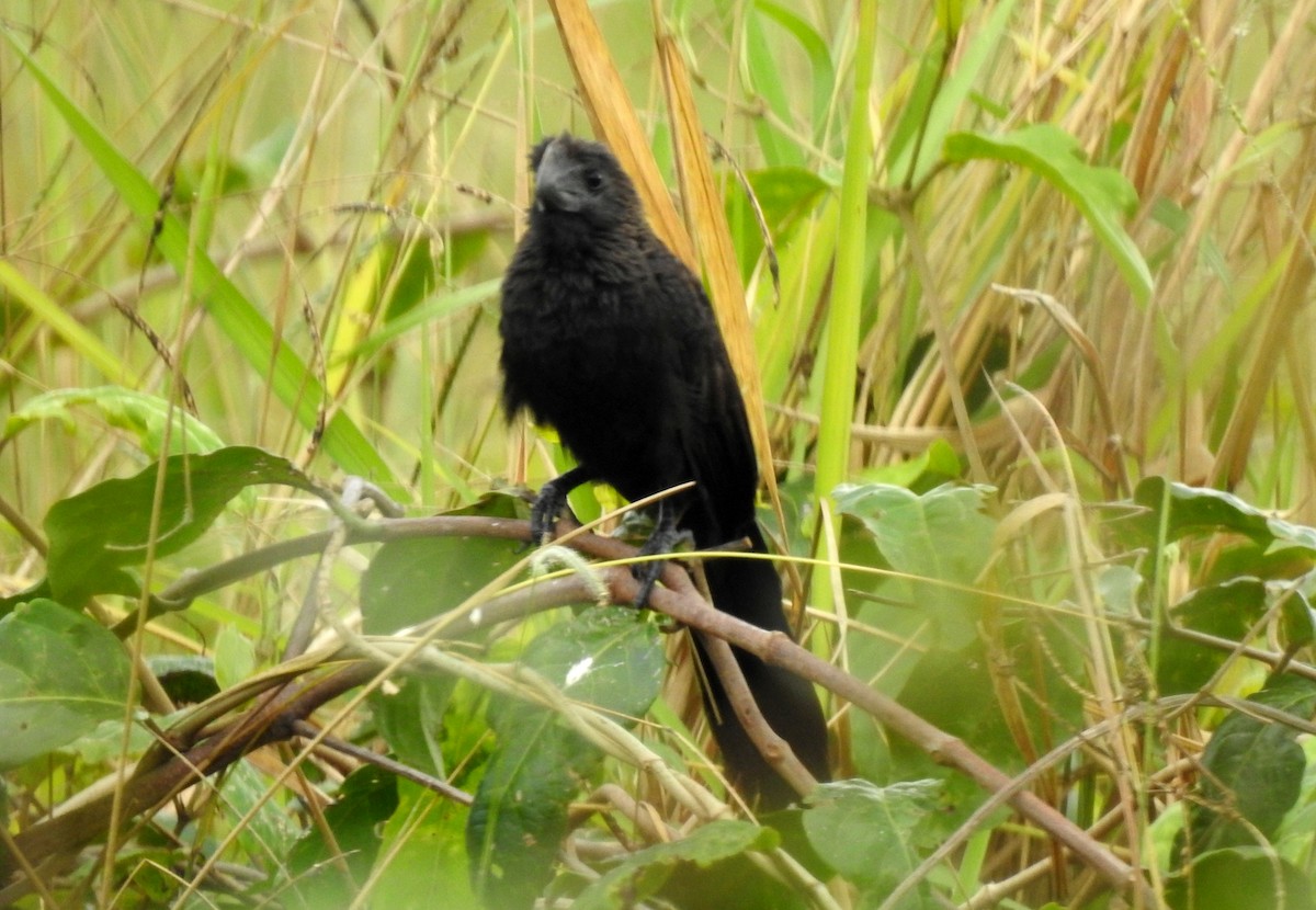 Düz Gagalı Ani - ML646805830