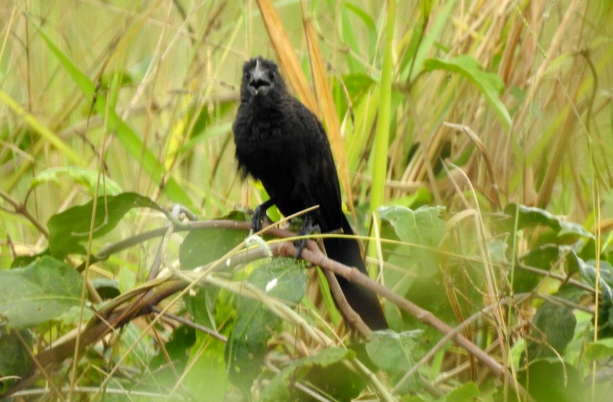 Düz Gagalı Ani - ML646805831