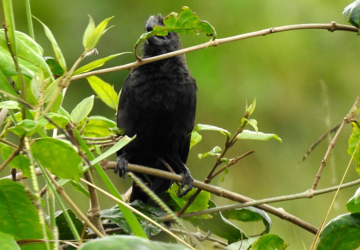 Düz Gagalı Ani - ML646805832